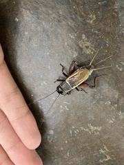Gryllidae