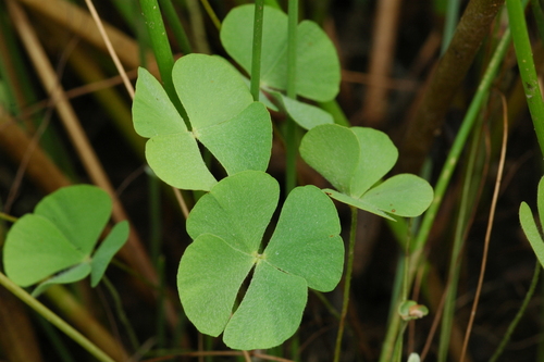 Image of Marsilea oligospora by (c) Timothy McNitt, some rights reserved (CC BY)