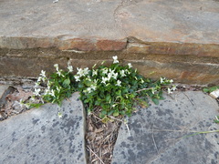 Viola macloskeyi
