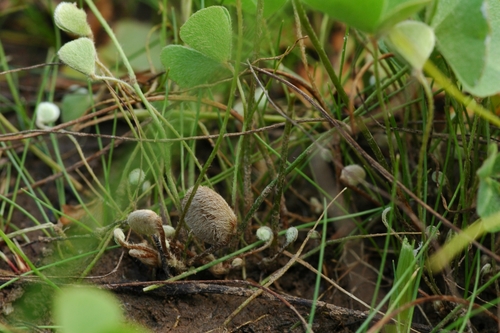 Image of Marsilea oligospora by (c) Timothy McNitt, some rights reserved (CC BY)