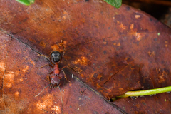 Camponotus irritabilis