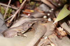 Stenocercus trachycephalus