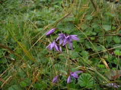 Gentianella rapunculoides
