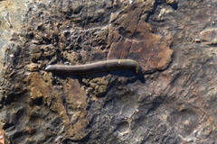 Haemopis sanguisuga