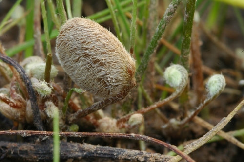 Image of Marsilea oligospora by (c) Timothy McNitt, some rights reserved (CC BY)