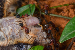 Camponotus irritabilis