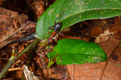 Camponotus irritabilis
