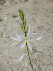 Anthericum liliago