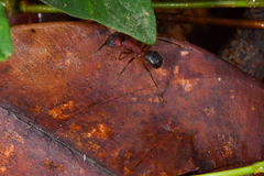 Camponotus irritabilis