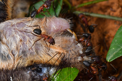 Camponotus irritabilis