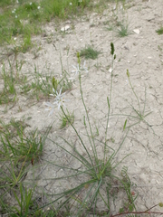 Anthericum liliago