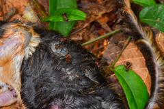 Camponotus irritabilis