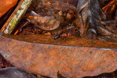Camponotus irritabilis