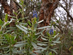 Monnina crassifolia