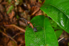 Camponotus irritabilis