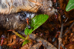 Camponotus irritabilis