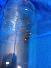 Sceliphron asiaticum