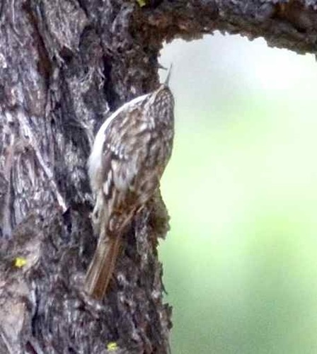 iNaturalist observation photo of Brown Creeper