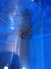 Sceliphron asiaticum