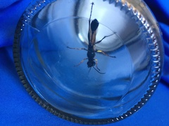 Sceliphron asiaticum