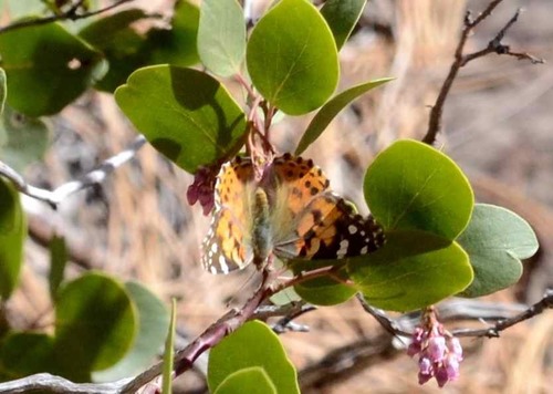 iNaturalist observation photo of Painted Lady