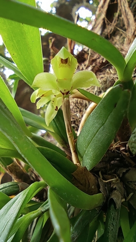 Maxillaria friedrichsthalii image