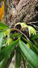 Maxillaria friedrichsthalii