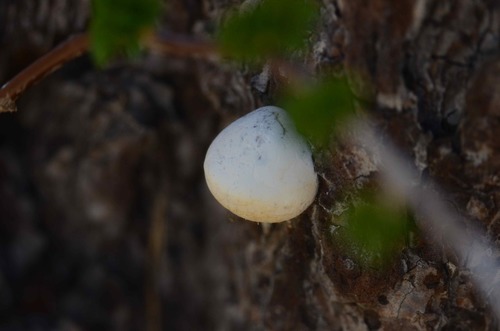 iNaturalist observation photo of Veiled Polypore