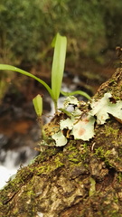 Polystachya ottoniana