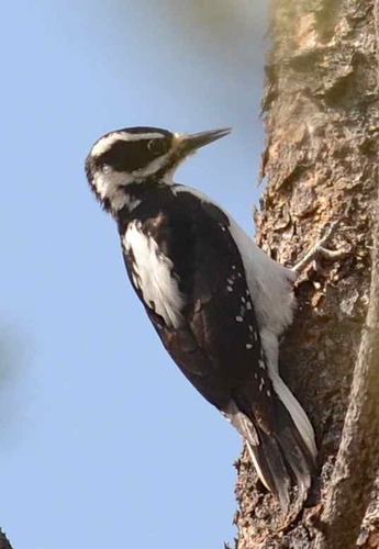 iNaturalist observation photo of Hairy Woodpecker