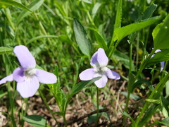 Viola pumila