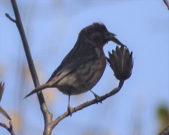 Haemorhous purpureus purpureus