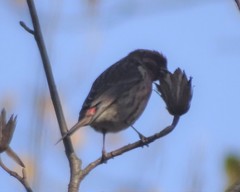 Haemorhous purpureus purpureus