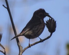Haemorhous purpureus purpureus