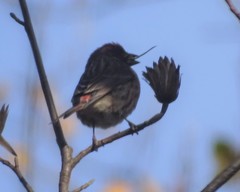 Haemorhous purpureus purpureus