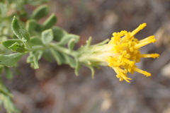 Pegolettia retrofracta