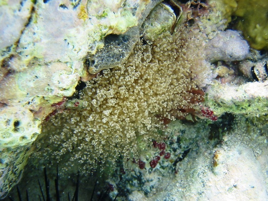 Knobby Anemone from East End, St John 00830, USVI on June 09, 2003 at ...