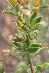 Pegolettia retrofracta