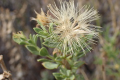 Pegolettia retrofracta