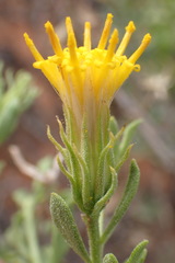 Pegolettia retrofracta