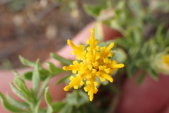 Pegolettia retrofracta
