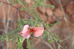 Indigofera heterotricha