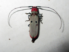 Prosopocera octomaculata
