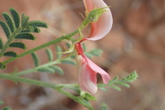 Indigofera heterotricha