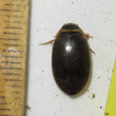 Thermonectus nigrofasciatus
