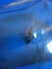 Sceliphron asiaticum