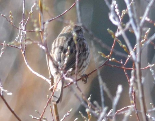 iNaturalist observation photo of Song Sparrow