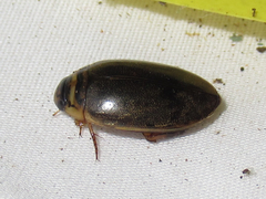 Thermonectus nigrofasciatus
