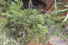 Putterlickia saxatilis