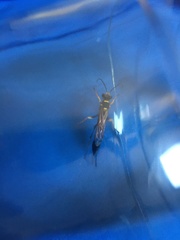 Sceliphron asiaticum